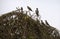 Four Australian Noisy Miners (Manorina melanocephala)