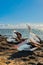 Four Australian Pelicans by the ocean