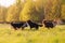 Four Australian Shepherd dogs playing on a meadow