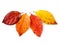 Four autumnal leaves