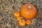 Four autumnal mini pumpkins with a large pumpkin