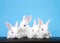 Four baby bunnies at computer keyboard with blue background