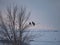 Four Bald Eagles in a Bare Tree