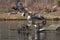 Four bald eagles on a river sand bar