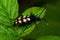 Four-banded longhorn beetle