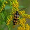 Four-banded longhorn beetle