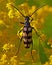 Four-banded longhorn beetle