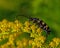 Four-banded longhorn beetle