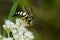 Four-banded Stink Bug Wasp - Bicyrtes quadrifasciatus