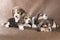 Four beagle pup