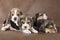 Four beagle pup