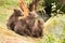 Four bear cubs looking right towards river