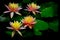 Four beautiful asian tropical water lilies in a pond