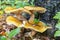 Four beautiful big honey agaric armillaria and black fungus