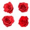 four beautiful buds of red roses. isolated on white background