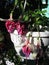 Four Beautiful Flowers of Fuchsia David Lockyer