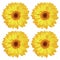 four beautiful gorgeous yellow gerbera flowers isolated on white