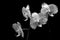 Four Beautiful phalaenopsis orchids against dark background