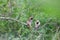 Four of the beautiful tiny brown birds engaged in a strange activity upon a bush plant. Scenery of this flora and fauna