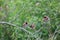 Four of the beautiful tiny brown birds engaged in a strange activity upon a bush plant. Scenery of this flora and fauna looks we