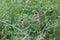 Four of the beautiful tiny brown birds engaged in a strange activity upon a bush plant. Scenery of this flora and fauna looks awe