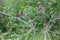 Four of the beautiful tiny brown birds engaged in a strange activity upon a bush plant. Scenery of this flora and fauna looks awe