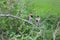 Four of the beautiful tiny brown birds engaged in a strange activity upon a bush plant. Scenery of this flora and fauna looks awe