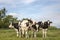 Four beautiful young black and white cows, Friesian Holstein, stand close together in a meadow under a blue sky with clouds