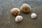 Four beige shells of different sizes