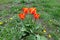 Four bicolor red and yellow flowers of tulips