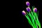 Four bicolor tulips on black background