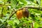 Four big cacao beans hanging from cacao tree branch