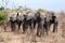 Four big elephants close up in Chobe National Park, on safari in Botswana, Southern Africa