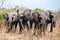 Four big elephants close up in Chobe National Park, on safari in Botswana, Southern Africa