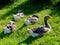 Four big grey geese sitting on the grass under sunlight cleaning feathers