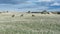 Four bighorn sheep on grassy field
