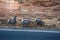 Four Bighorn Sheep graze beside a rocky cliff in Colorado National Monument