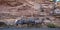 Four Bighorn Sheep beside a rocky cliff in Colorado National Monument