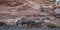 Four Bighorn Sheep beside a rocky cliff in Colorado National Monument