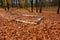 Four birch trunks or logs on fallen leaves ground in forest. Empty camp stop with place for fire or just sitting rest