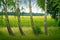 Four birches on a background field of sunflowers