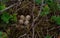 Four bird eggs in a natural nest wild birds