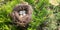 Four bird eggs in a nest spring in pine tree