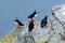 Four birds on the rock with blue sea in the background. Atlantic Puffin, Fratercula artica, artic black and white cute bird with r