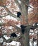 Four black bear cubs