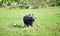 Four black birds perching on back of  buffalo while eating grass and two white bird standing in green meadow background