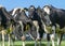 Four black pied Holstein cows gathering together