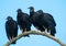 Four black ravens on tree branches