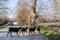 Four black sheep cross a dirt road blocking traffic