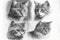 Four black and white painted portraits of different cats